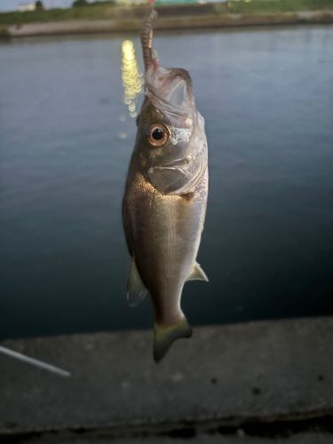 セイゴ（マルスズキ）の釣果