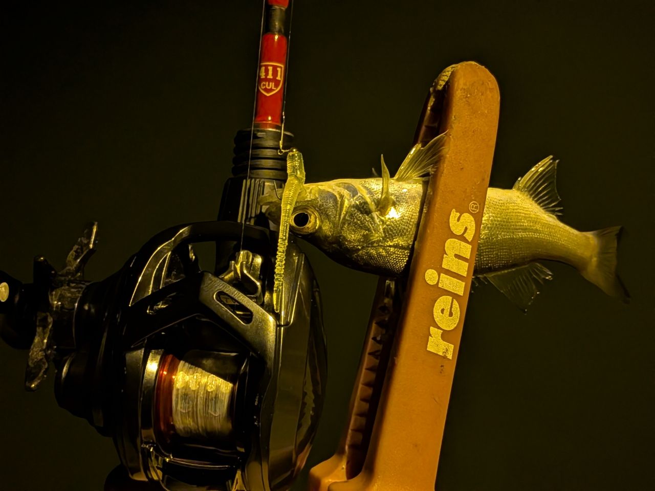 セイゴ（マルスズキ）