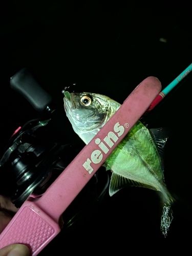メッキの釣果