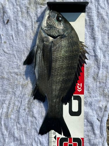 チヌの釣果