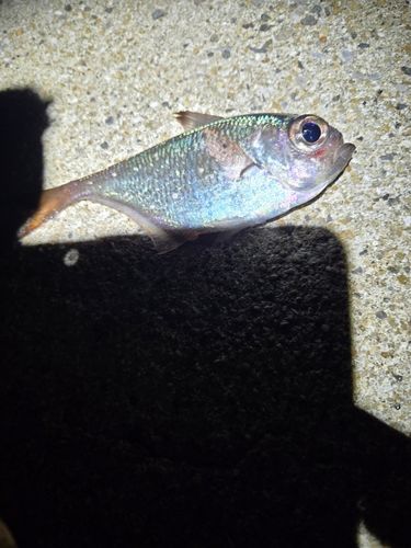ハタンポの釣果