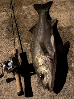 フッコ（マルスズキ）の釣果