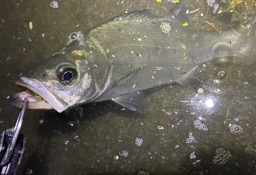 セイゴ（ヒラスズキ）の釣果