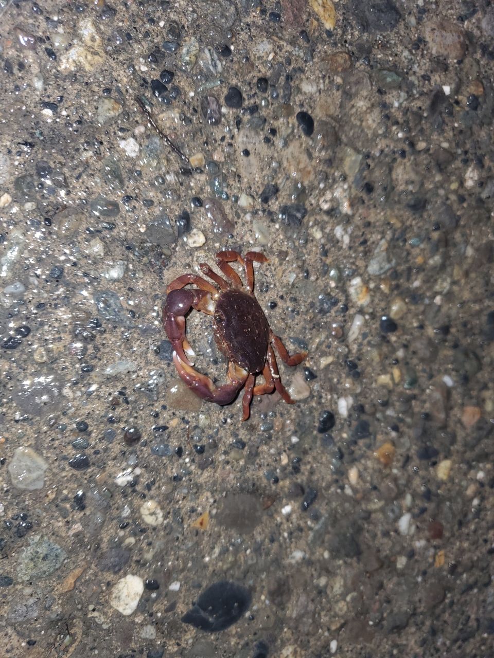 カニ