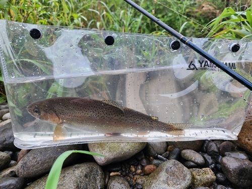 ニジマスの釣果
