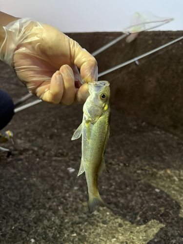フッコ（マルスズキ）の釣果
