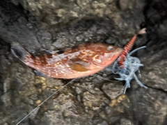 キジハタの釣果