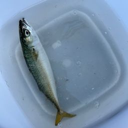 タチウオ