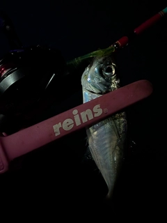 マアジの釣果
