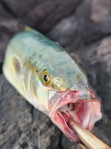 フクラギの釣果