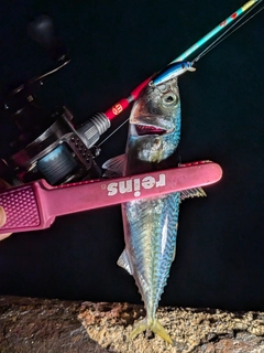 マサバの釣果
