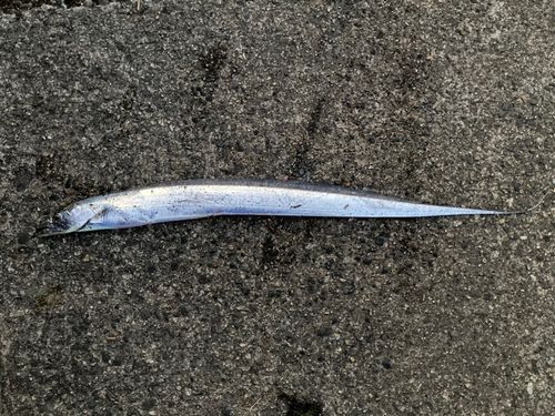 タチウオの釣果