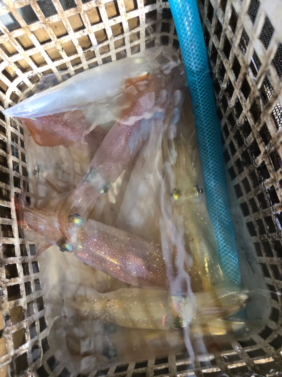 まなみん。さんの釣果 2枚目の画像