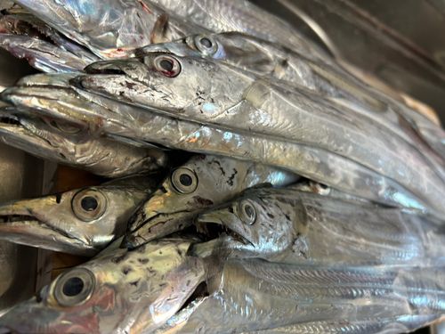 タチウオの釣果