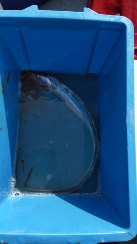 タチウオの釣果