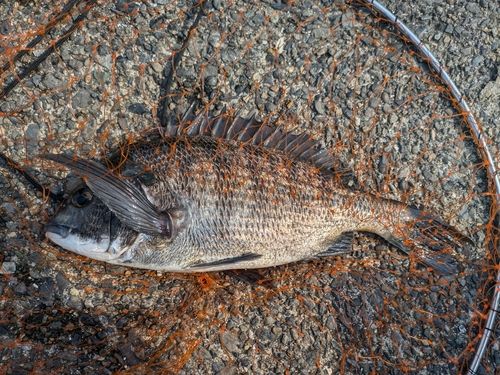 クロダイの釣果