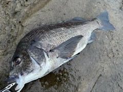チヌの釣果