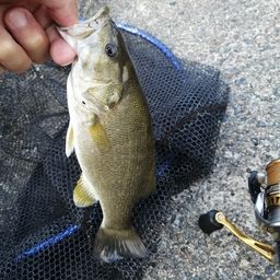 スモールマウスバス