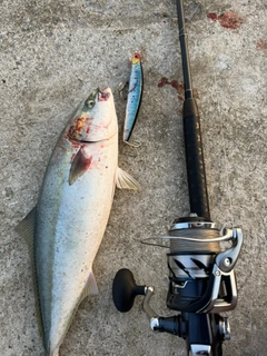 ワラサの釣果
