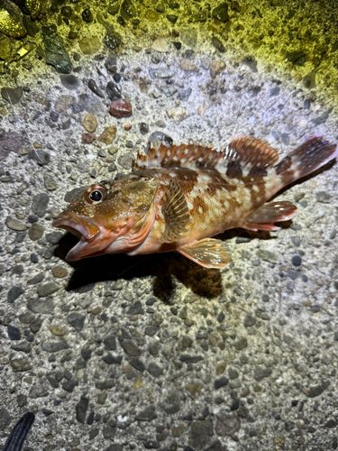 ガシラの釣果