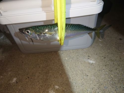 サバの釣果