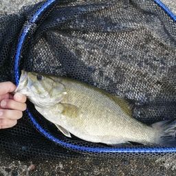 スモールマウスバス