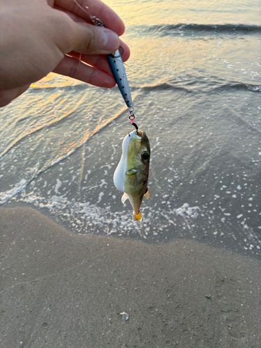 フグの釣果