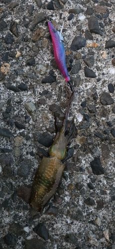 アオリイカの釣果