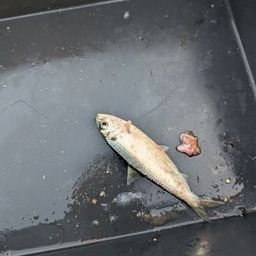 サッパ