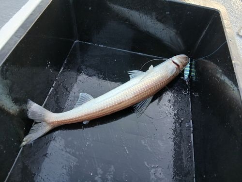 エソの釣果