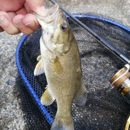 スモールマウスバス