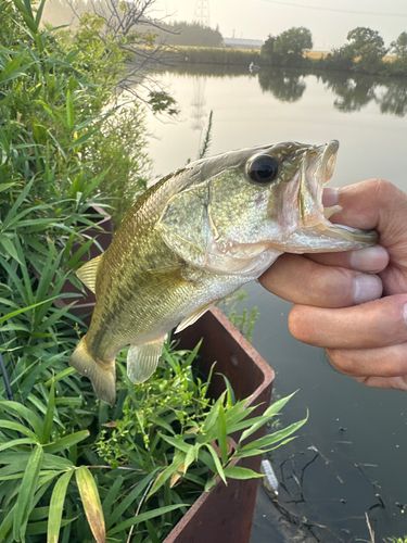 ラージマウスバスの釣果