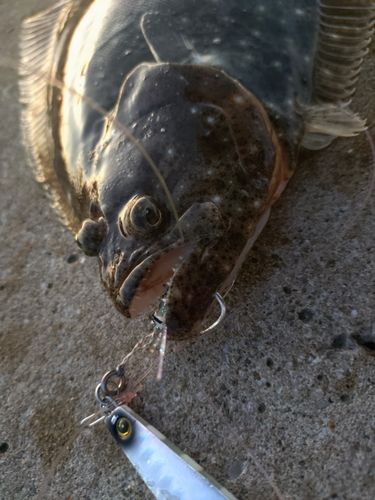ヒラメの釣果