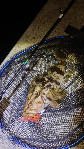 タケノコメバルの釣果