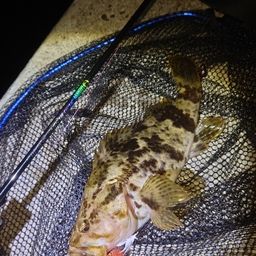 タケノコメバル