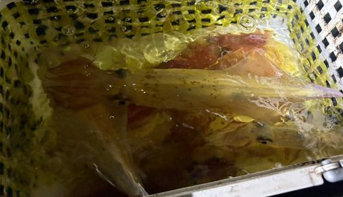 ケンサキイカの釣果