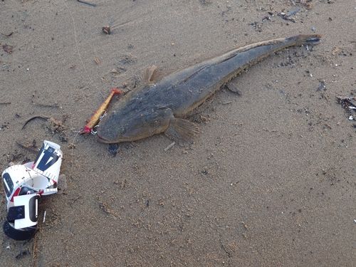 マゴチの釣果