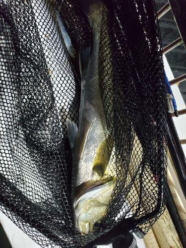 スズキの釣果