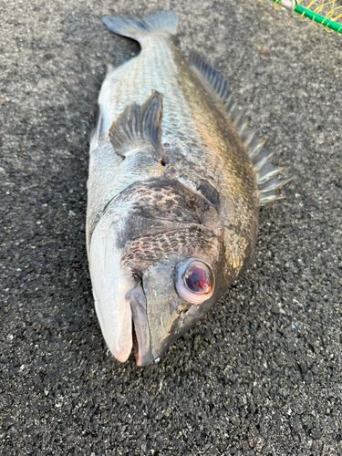 チヌの釣果