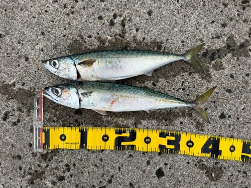 マサバの釣果