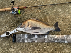 クロダイの釣果