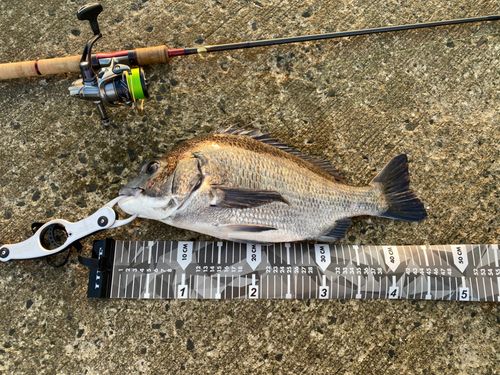 クロダイの釣果