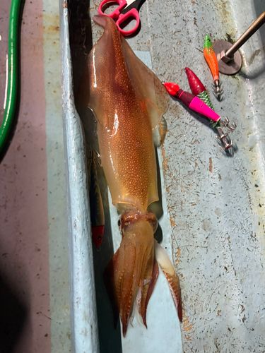 マイカの釣果