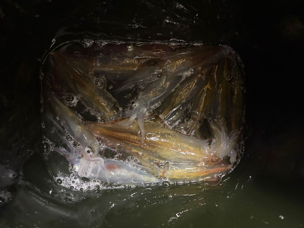 ロードグライダーさんの釣果 2枚目の画像