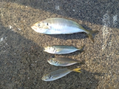 マアジの釣果
