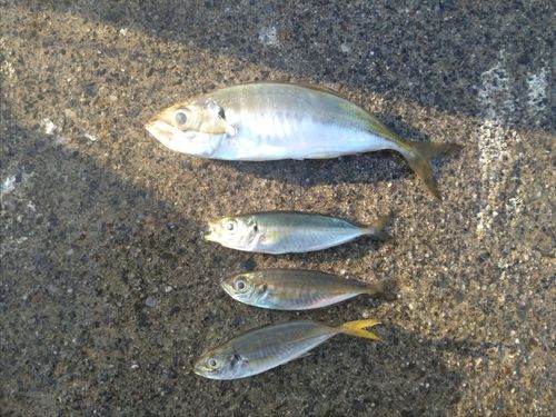 マアジの釣果