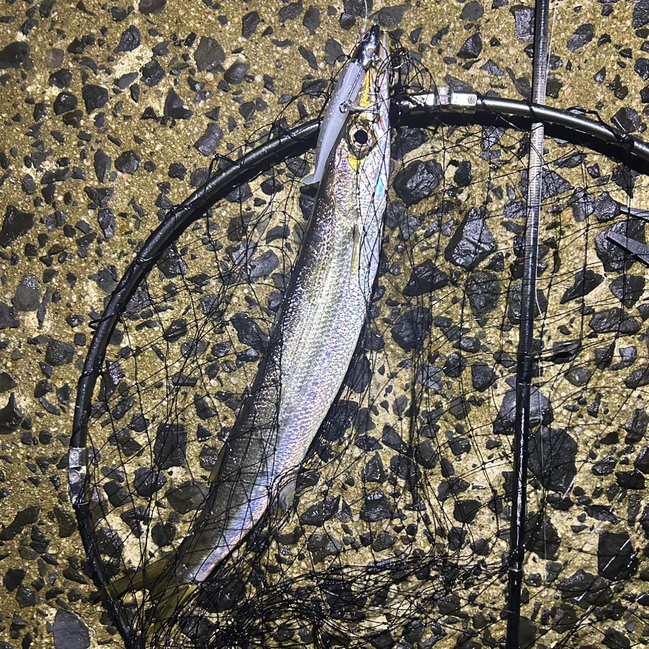 アカカマス