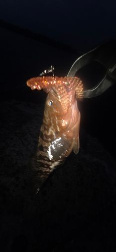 キジハタの釣果