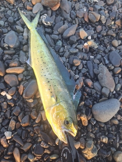 シイラの釣果