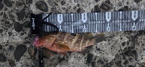 キジハタの釣果